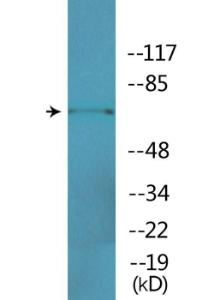 Anti-ICK Rabbit Polyclonal Antibody