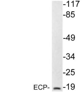 Western blot analysis of lysate from 293 cells using Anti-ECP Antibody