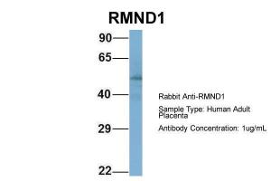 Anti-RMND1 Rabbit Polyclonal Antibody