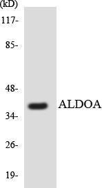 Western blot analysis of the lysates from HT 29 cells using Anti-ALDOA Antibody