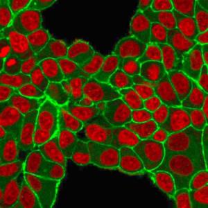 Immunofluorescent analysis of PFA fixed MCF-7 cells stained with Anti-HER2 Antibody [HRB2/451] followed by Goat Anti-Mouse IgG (CF&#174; 488) (Green). Nuclear counterstain is RedDot