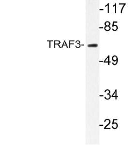 Anti-TRAF3 antibody