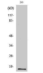 Western blot analysis of various cells using Anti-ECP Antibody