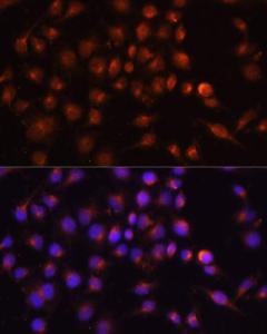 Antibody A305765-100 100 µl