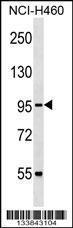 Anti-CUL2 Rabbit Polyclonal Antibody (APC (Allophycocyanin))