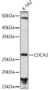 Western blot analysis of extracts of K-562 cells, using Anti-CDCA3 Antibody [ARC2135] (A307391) at 1:1,000 dilution The secondary antibody was Goat Anti-Rabbit IgG H&L Antibody (HRP) at 1:10,000 dilution Lysates/proteins were present at 25 µg per lane