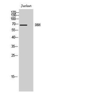 Antibody anti-DBH A101633-100 100 µg