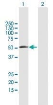 Anti-RBM23 Mouse Polyclonal Antibody