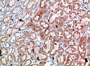 Immunohistochemical analysis of paraffin-embedded human kidney using Anti-PRF1 Antibody