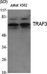 Anti-TRAF3 antibody