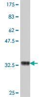 Anti-NR2F6 Mouse Polyclonal Antibody