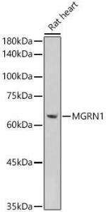 Western blot analysis of extracts of Rat heart, using Anti-MGRN1 Antibody (A307392) at 1:1,000 dilution. The secondary antibody was Goat Anti-Rabbit IgG H&L Antibody (HRP) at 1:10,000 dilution.