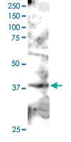 Anti-GRAP2 Goat Polyclonal Antibody