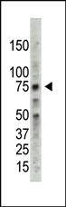 Anti-PRMT5 Rabbit Polyclonal Antibody