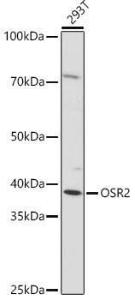 Western blot analysis of extracts of 293T cells, using Anti-OSR2 Antibody (A307393) at 1:1,000 dilution