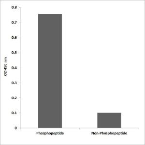 ELISA for immunogen phosphopeptide (left) and non-phosphopeptide (right) using Anti-Fyn (phospho Tyr213) Antibody