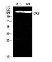 Antibody anti-CR2 100 µg