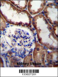 Anti-WNT16 Rabbit Polyclonal Antibody (APC (Allophycocyanin))