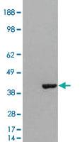 Anti-GRAP2 Goat Polyclonal Antibody