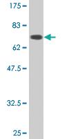 Anti-AURKB Mouse Monoclonal Antibody [clone: 3F2]