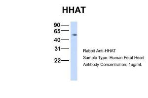 Anti-HHAT Rabbit Polyclonal Antibody