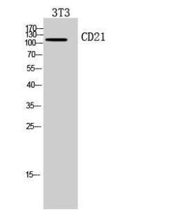 Antibody anti-CR2 100 µg