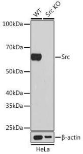 Western blot analysis of extracts from wild type (WT) and Src knockout (KO) HeLa cells, using Anti-Src Antibody [ARC0378] (A307395) at 1:1,000 dilution. The secondary antibody was Goat Anti-Rabbit IgG H&L Antibody (HRP) at 1:10,000 dilution.