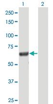 Anti-DOCK7 Mouse Polyclonal Antibody