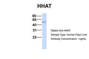 Anti-HHAT Rabbit Polyclonal Antibody