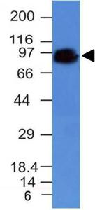 Western blot analysis of DU145 cell lysate using Anti-CD44 Antibody [HCAM/918]