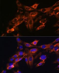 Immunofluorescence analysis of NIH-3T3 cells using Anti-Src Antibody [ARC0378] (A307395) at a dilution of 1:100 (40x lens). DAPI was used to stain the cell nuclei (blue).