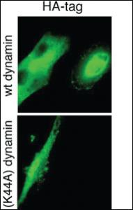 Anti-HA tag Rabbit Polyclonal Antibody