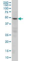 Anti-PPP2R2C Mouse Monoclonal Antibody [clone: 6D1]