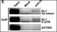 Anti-HA tag Rabbit Polyclonal Antibody