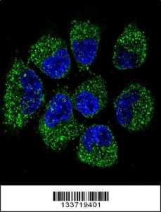 Anti-TNFRSF11B Rabbit Polyclonal Antibody (APC (Allophycocyanin))