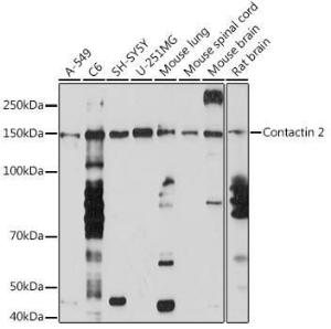 Western blot analysis of extracts of various cell lines, using Anti-TAG1/TAX1 Antibody [ARC1984] (A307397) at 1:1,000 dilution