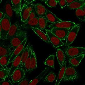 Immunofluorescent analysis of HeLa cells stained with Anti-CD44 Antibody [HCAM/918] (CF&#174; 488) (Green). Nuclear counterstain is RedDot