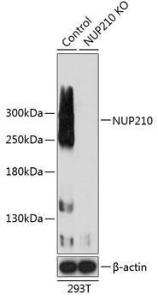 Antibody A308356-100 100 µl