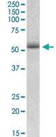 Anti-TRIM72 Goat Polyclonal Antibody