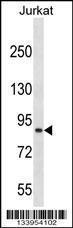 Anti-CUL4A Rabbit Polyclonal Antibody