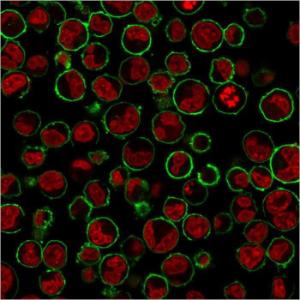 Immunofluorescent analysis of K562 cells stained with Anti-CD43 Antibody [SPN/3388] followed by Goat Anti-Mouse IgG (CF&#174; 488) (Green). Nuclear counterstain is NucSpot&#174; Live 650.