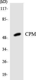 Western blot analysis of the lysates from HT 29 cells using Anti-CPM Antibody