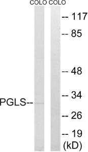 Western blot analysis of lysates from COLO cells using Anti-PGLS Antibody. The right hand lane represents a negative control, where the antibody is blocked by the immunising peptide