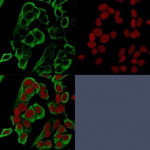 Immunofluorescent analysis of MCF-7 cells stained with Anti-EpCAM Antibody [rMOC-31] (CF and #174; 488) (Green). Nuclear counterstain is RedDot