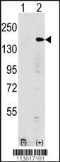 Anti-EHMT1 Rabbit Polyclonal Antibody