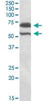 Anti-BIRC3 Goat Polyclonal Antibody