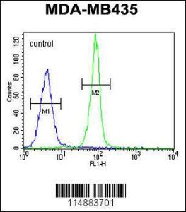 Anti-CASP3 Rabbit Polyclonal Antibody