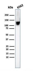 Western blot analysis of K562 cell lysate using Anti-CD43 Antibody [SPN/3388]