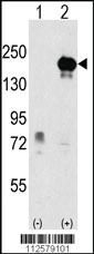 Anti-EHMT1 Rabbit Polyclonal Antibody