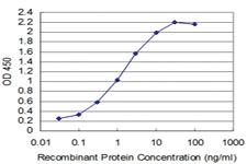 Anti-Thr Mouse Monoclonal Antibody [clone: 5C8]